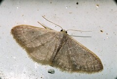 Idaea distinctaria