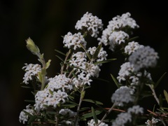 Leucopogon capitellatus
