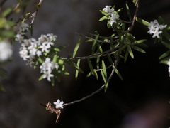 Leucopogon capitellatus