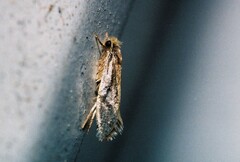 Monopis obviella