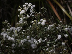 Leucopogon capitellatus