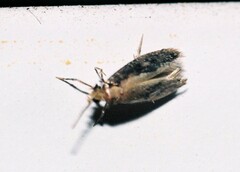 Monopis obviella
