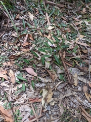 Eremophila debilis