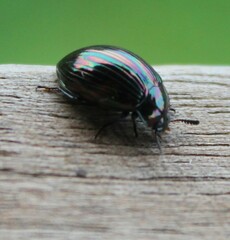 Tenebrionidae