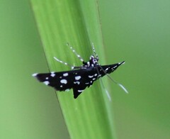 Bocchoris inspersalis