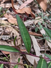 Eremophila debilis