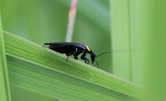 Hemithyrsocera palliata