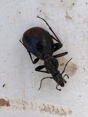 Cychrus italicus
