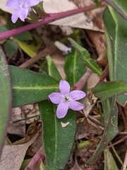 Eremophila debilis
