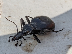 Cychrus italicus