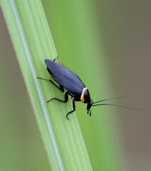 Hemithyrsocera palliata