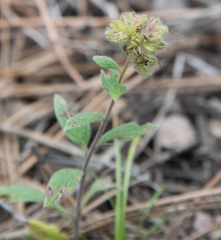 Phacelia heterophylla