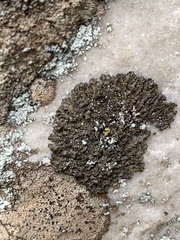 Melanelia culbersonii