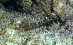 Tripterygion delaisi