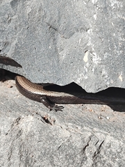 Chalcides viridanus