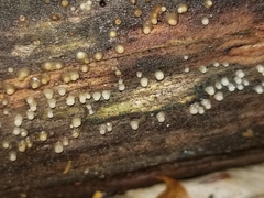 Helicogloea compressa