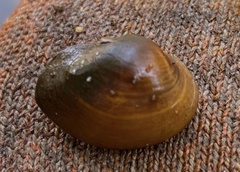 Pleurobema perovatum