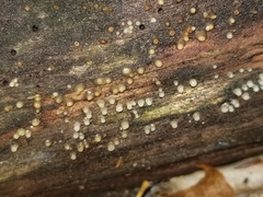 Helicogloea compressa