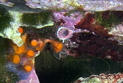 Serpula vermicularis