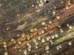 Helicogloea compressa
