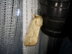 Mythimna chosenicola