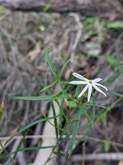 Jasminum simplicifolium