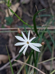 Jasminum simplicifolium