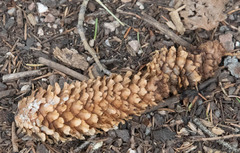 Picea pungens