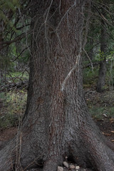 Picea pungens