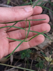 Jasminum simplicifolium