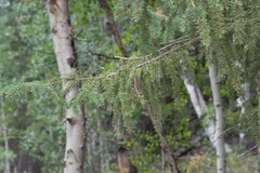 Picea pungens