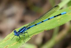 Argia tarascana