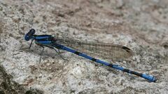 Argia tarascana