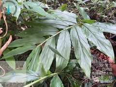 Zingiber kawagoii
