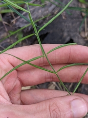 Jasminum simplicifolium