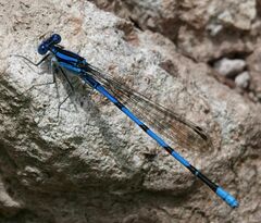 Argia tarascana