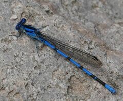 Argia tarascana