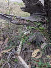 Jasminum simplicifolium