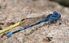 Argia tarascana