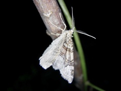 Xanthorhoe hortensiaria