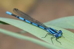 Argia tarascana