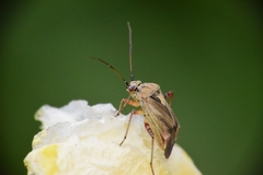 Polymerus basalis