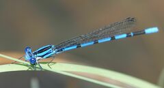 Argia tarascana