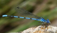 Argia tarascana
