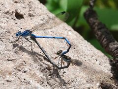 Argia tarascana