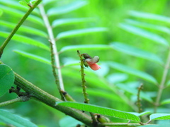 Indigofera densiflora