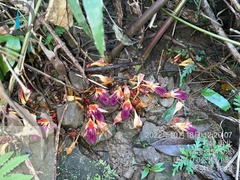 Zingiber kawagoii