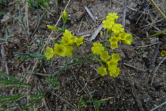 Limonium aureum