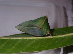 Euthalia aconthea