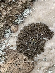 Melanelia culbersonii